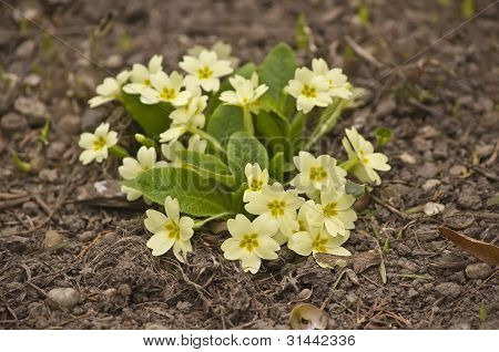 Primula vulgaris