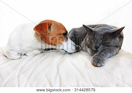 Dog Jack Russell Terrier And A Gray Cat Breed Burmese Sleep On A White Sofa Muzzles To Each Other In