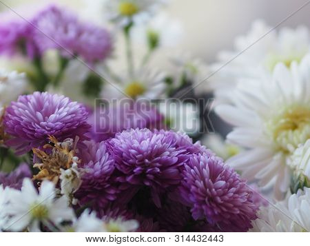 Violet And White Flower Petals Stacked Into Layers Name Gerbera Jamesonii ,compositae,gerbera,barber