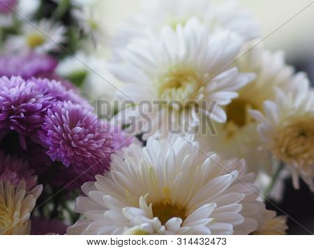 Violet And White Flower Petals Stacked Into Layers Name Gerbera Jamesonii ,compositae,gerbera,barber