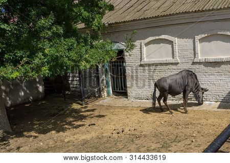 Blue Wildebeest (connochaetes Taurinus Taurinus) In Zoo