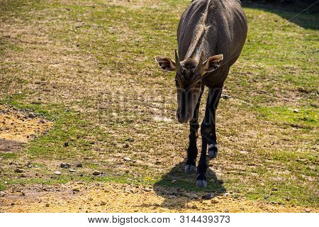 Antelope Nilgai Or Blue Bull (boselaphus Tragocamelus)