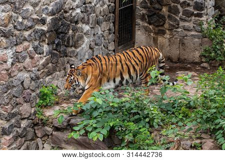 Beautiful Tiger, On The Background Of Green Trees In The Zoo