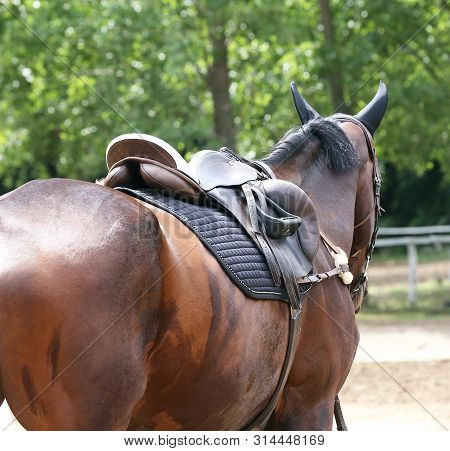 Beautiful Handmade Dressage Horse Riding Saddle With Girth, Stirrup On Saddle Pad On The Racetrack
