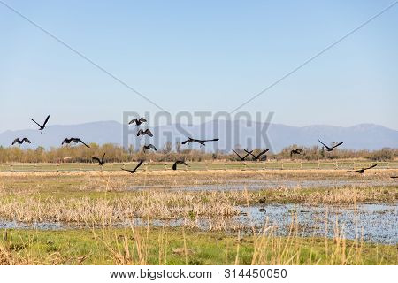 Black Birds Flying Over Swampy Field With Clear Sky