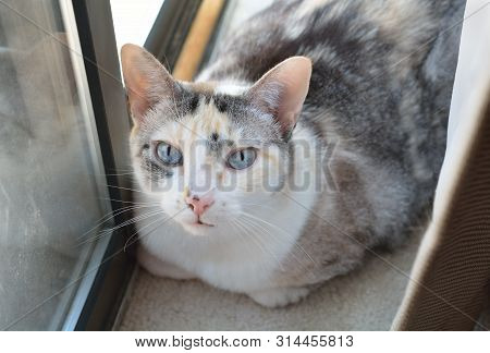 Blue Eyed Calico Cat Resting Between Curtain And Sliding Glass Doors