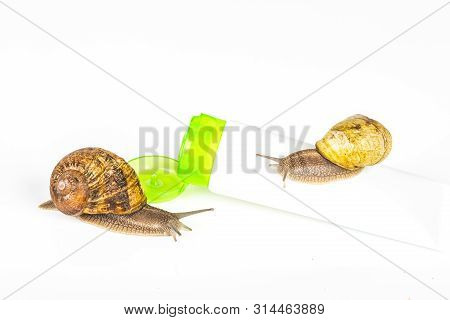 Cosmetics Organic Made With Slaver Of Snail, Very Good For Skin And Health And Fashion In Europe. Gr