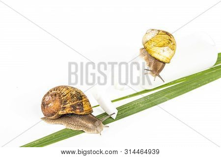 Cosmetics Organic Made With Slaver Of Snail, Very Good For Skin And Health And Fashion In Europe.pot