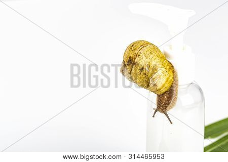 Cosmetics Organic Made With Slaver Of Snail, Very Good For Skin And Health And Fashion In Europe.pot