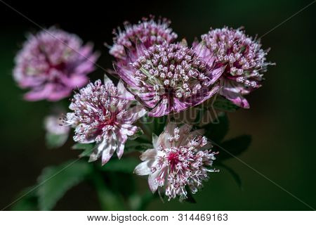 Macro Shot Of Purple And White Astrantia Major (great Masterwort)  Flower Heads With A Dark Backgrou