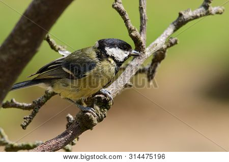 Portrait Of A Great Tit (parus Major) Perching On A Branch