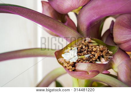 White Flower Of The Boat Lily Or Moses-in-the-cradle In Bloom. Tradescantia Spathacea Inflorescence