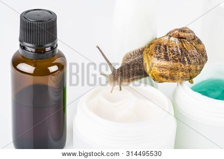 Cosmetics Organic Made With Slaver Of Snail, Very Good For Skin And Health And Fashion In Europe. Po