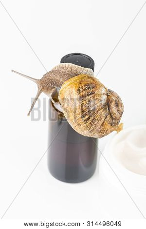 Cosmetics Organic Made With Slaver Of Snail, Very Good For Skin And Health And Fashion In Europe. Po