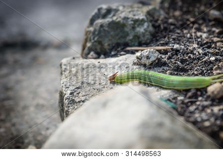 Green caterpillar with yellow stripes and red horns on earth, El Remate, Peten, Guatemala