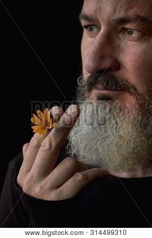 Close Up Portrait Of A Brutal Gray Haired Man With A Beard With A Yellow Flower In His Hands On A Bl