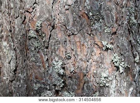 Tree Barktexture Background Pattern. Relief Texture Of The Brown Bark Of A Tree With Moss On It. Hor