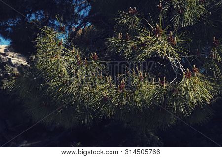 Detail Of Leaves And Branches Of Pinus Halepensis Aleppo Pine In Greece Beach Chalkidiki Mediterrane