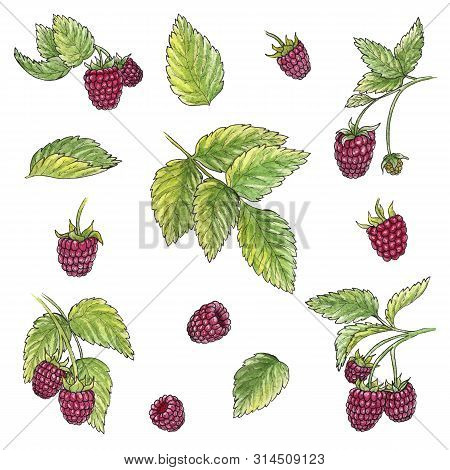 Hand Drawn Watercolor Illustration Set Of Raspberry Elements On White Background. 
Isolated Watercol