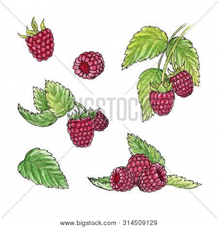 Hand Drawn Watercolor Illustration Set Of Raspberry Elements On White Background. 
Isolated Watercol