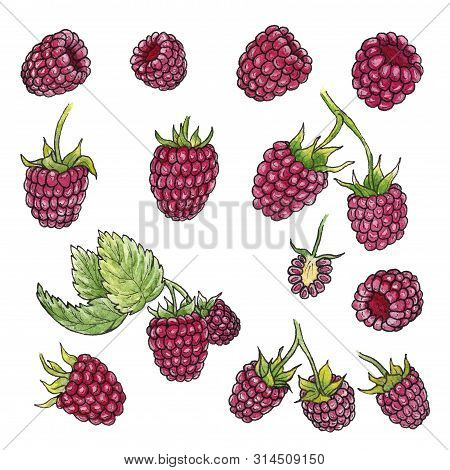 Hand Drawn Watercolor Illustration Set Of Raspberry Elements On White Background. 
Isolated Watercol
