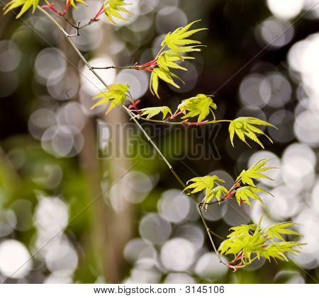 Nouvelles feuilles sur l'arbre japonais
