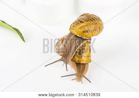 Cosmetics Organic Made With Slaver Of Snail, Very Good For Skin And Health And Fashion In Europe. Po