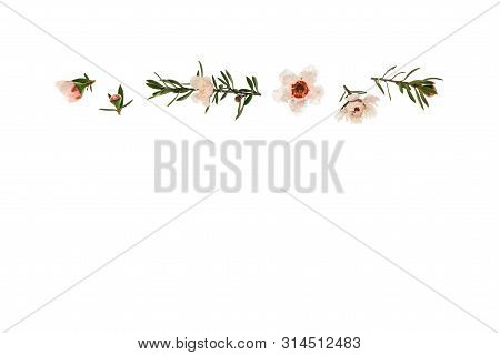 Closeup Of Isolated White Manuka Tree Flowers With Copy Space Below