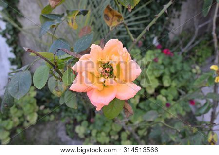 A Light Orange Rose In The Garden, Algeria
