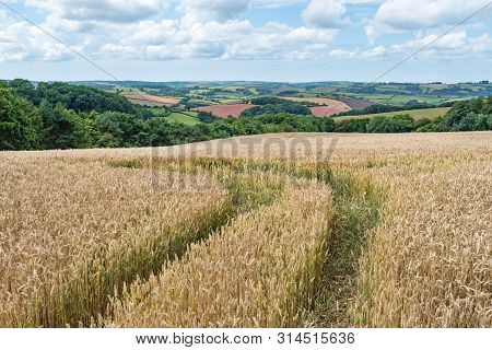 Tracks Running Off Through A Golden Corn Field With Views Across Colourful Fields In The Devonshire 
