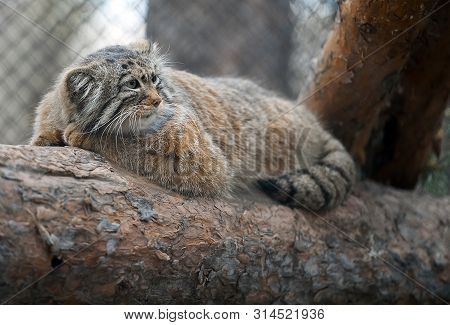 Pallas Cat (otocolobus Manul). Manul Is Living In The Grasslands And Montane Steppes Of Central Asia
