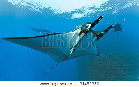 Manta a fotograf na útesu