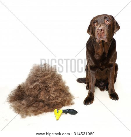 Grooming Undercoat Dogs. Labrador Retriever And Veterinarian In Blue Gloves. Concept Hygiene And Car