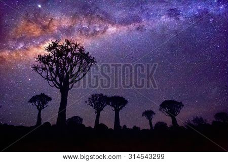 Night landscape of quiver tree forest near Keetmanshoop in Namibia at sunset