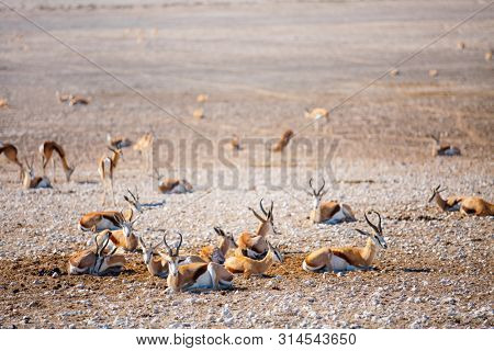 Springbok herd  at Nebrownii waterhole in Etosha Namibia