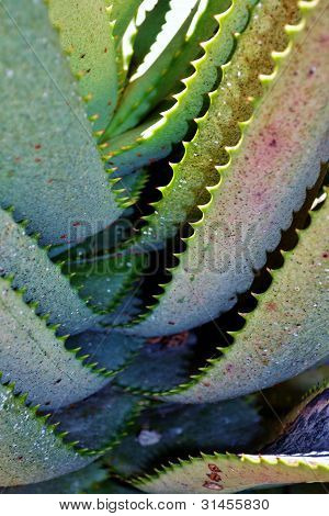 Aloe Vera Leaf