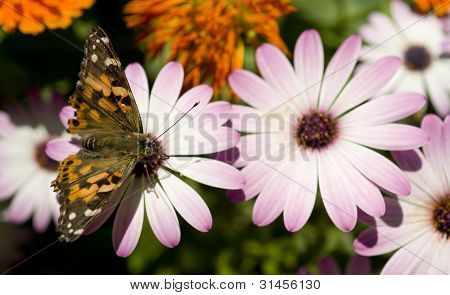 Painted Lady