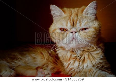 Portrait Of A Young Cat Of Exotic Breed Against A Dark Background Indoors. Indoors. An Animal Color 