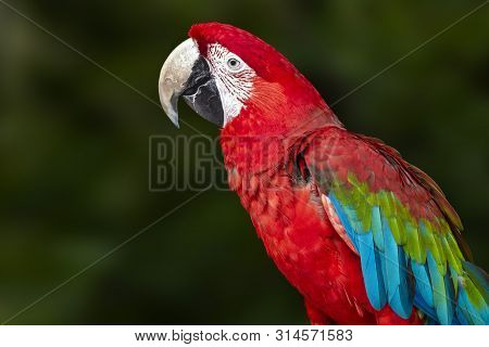 A Green Winged  Macaw (ara Chloroptera). Portrait.