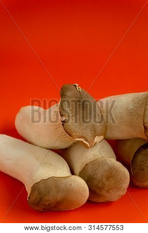 King Oyster Mushroom Pleurotus Eryngii On Red Background,pleurotus Eryngii (king Oyster Mushroom) Is