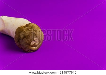 King Oyster Mushroom Pleurotus Eryngii On Purple Background,pleurotus Eryngii (king Oyster Mushroom)