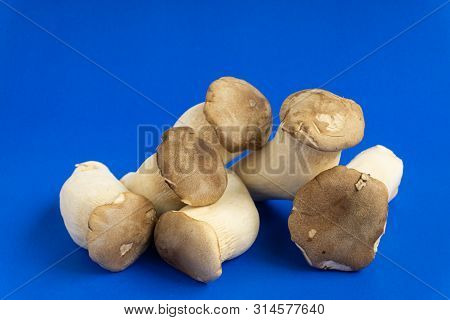 King Oyster Mushroom Pleurotus Eryngii On Blue Background,pleurotus Eryngii (king Oyster Mushroom) I