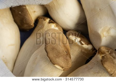 King Oyster Mushroom Pleurotus Eryngii On Bag,pleurotus Eryngii (king Oyster Mushroom).