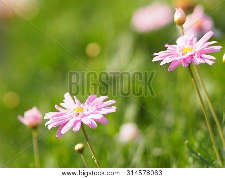 Pink Flower The Petals Are Colored To See The Yellow Pollen Name Gerbera Jamesonii ,compositae,gerbe