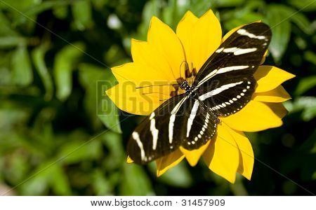 Zebra Longwing motýl