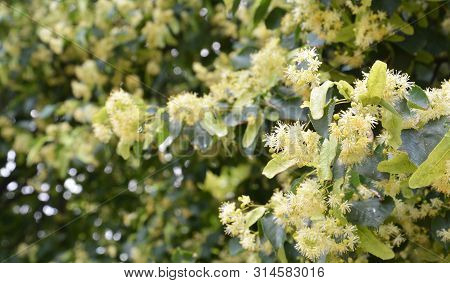 Linden Blossom Panorama, Linden Frowers Close Up