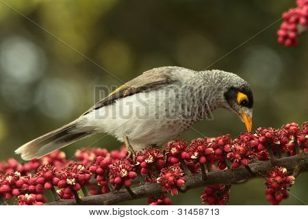 Myna vogel Pest