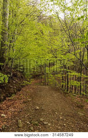 Hiking Trail In Fresh Springtime Deciduous Forest Bellow Velka Cantoryje Hill In Slezske Beskydy Mou