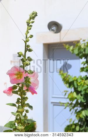 Ile de Re - Hollyhocks and white house with green shutters