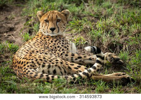 Cheetah Lies In Patchy Grass Looking Round